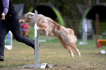 Agility Hundesport Sprung über Hürde