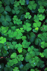Background from plant clover four leaf. Irish traditional symbol. St.Patrick 's Day.