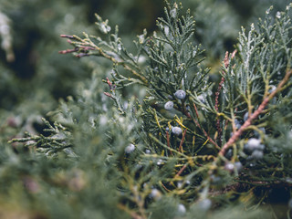 juniper branches and berries