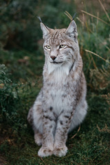 Wild Lynx