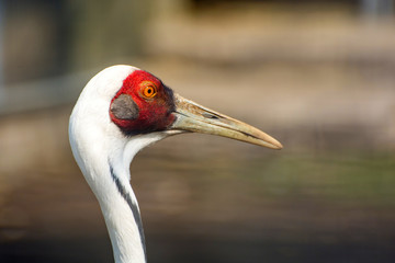 Fototapeta premium Photo of Grus vipio, bird with red had in the zoo