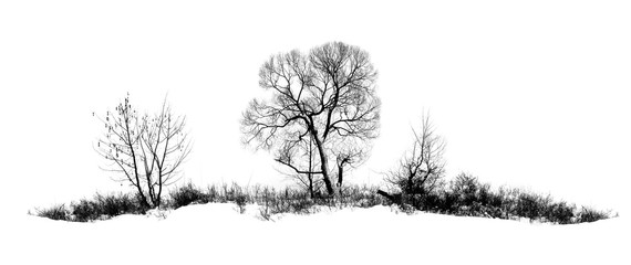 Fototapeta na wymiar Photo of winter tree with field covered by snow isolated on white background