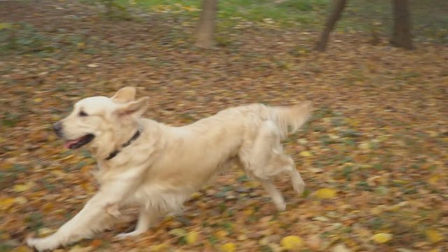 dog breed Golden Retriever