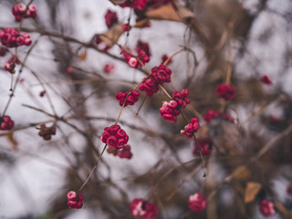 pink berries in winter forest