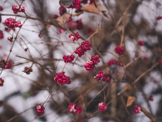 pink berries in winter forest