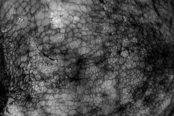 The texture of the wet skin of a large octopus. Bright abstract background. Dark.