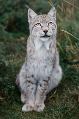 Naklejka na ściany i meble Wild Lynx