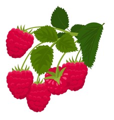 Raspberry isolated on white background. Raspberries. Forest berry. Raster Illustration