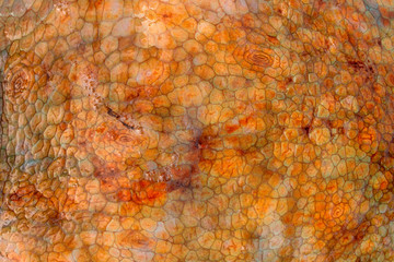 The texture of the wet skin of a large octopus. Bright abstract background. Orange.
