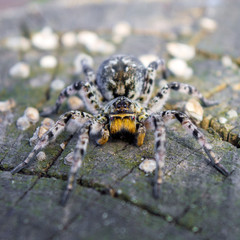 Photo of Lycosa singoriensis, black hair tarantula on the tree stump