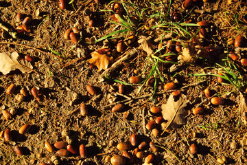 reife braune Eicheln im Herbst am Waldboden

