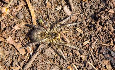 Photo of Lycosa singoriensis, black hair tarantula on the ground