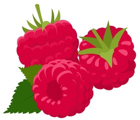Raspberry isolated on white background. Raspberries. Forest berry. Raster Illustration