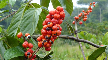Guanará fruits (Paullinia cupana) on the shrub Sapindaceae family.  Amazon rainforest, Brazil