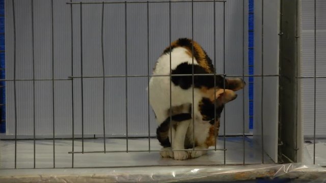Cornish Rex In Cage Licking And Grooming Itself 4K