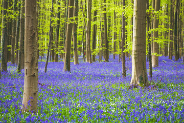 Hallerbos forest during springtime with bluebells flowers and green trees. Halle, Bruxelles,...