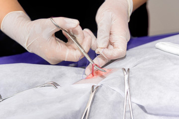 Sterilization of a cat in a veterinary clinic