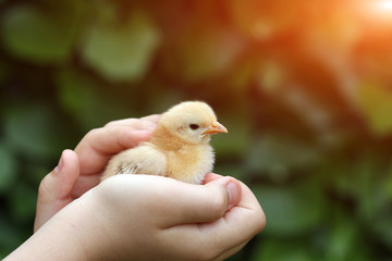 children hand holds cute yellow chicken
