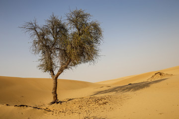 lonely tree in the desert