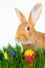 Easter bunny in green grass with painted eggs on white background.