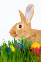 Easter bunny in green grass with painted eggs on white background.