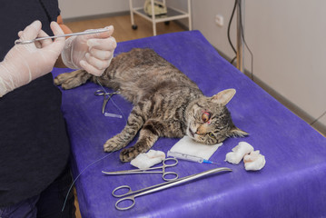 The vet operates the eye of a cat