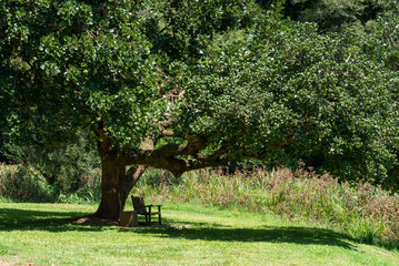 A bench in the shade of a tree.