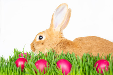Easter bunny in green grass with painted eggs on white background.