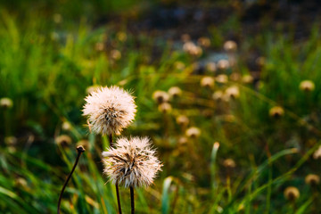 white fluffy dandelions on a green lawn