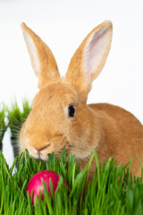 Easter bunny in green grass with painted eggs on white background.