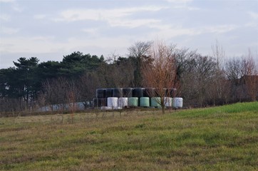 agriculture
