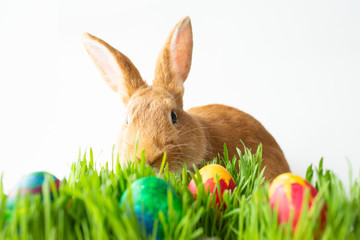 Easter bunny in green grass with painted eggs on white background.