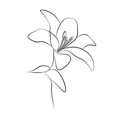 One line drawing flower, vector illustration