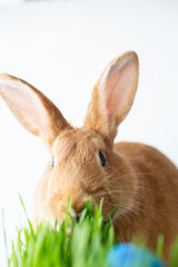 Easter bunny in green grass with painted eggs on white background.