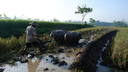 the activity of people plowing fields with buffaloes as a driver