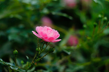 pink rose in garden