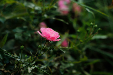 pink flower in garden