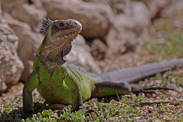 Iguane des petites Antilles (iguana delicatissima)