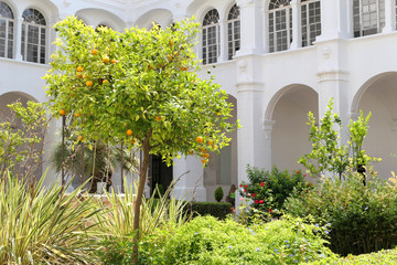Orange tree growing in Ciutadella garden on Menorca.