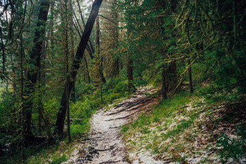 Hailstone on trail in dark coniferous forest. Atmospheric woodland landscape with rich forest flora. Hail in woods. Path in highlands. Rise on mountain through woodland. Way up in dark conifer forest.