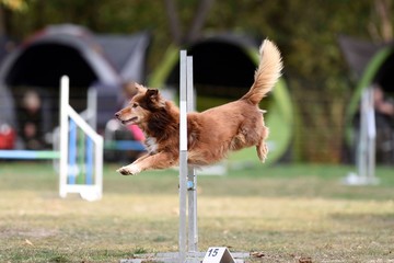Agility Hundesport Sprung über Hürde