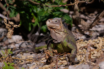 Iguane des petites Antilles (iguana delicatissima)