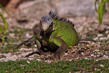Iguane des petites Antilles (iguana delicatissima)