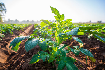 potato plant field.