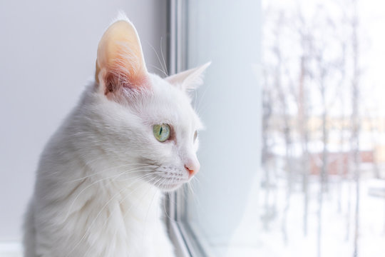 Portrait of a white cat with green eyes on a light background