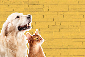 Cat and dog, abyssinian kitten , golden retriever looks at right in front of yellow brick wall....