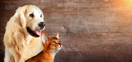 Cat and dog, abyssinian cat, golden retriever together on natural wooden background