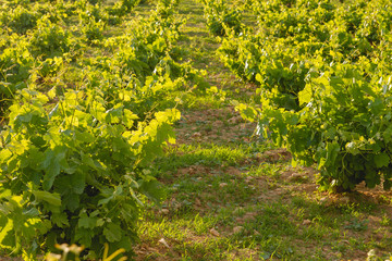 Fototapeta premium Green vineyard in Spain