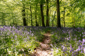 Bluebells field in the forest with walking path in the middle