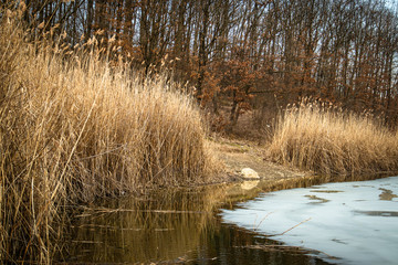 Dry reed by the frozen lake. Beautiful sunny winter day.